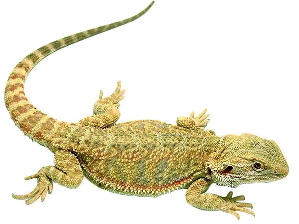 Skægagame Han (Pogona Vitticeps) 30 cm